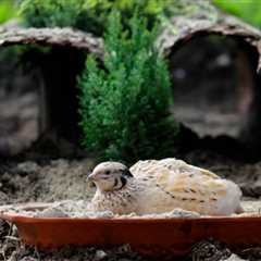 10 Boredom Busters for Quails To Keep Them Entertained
