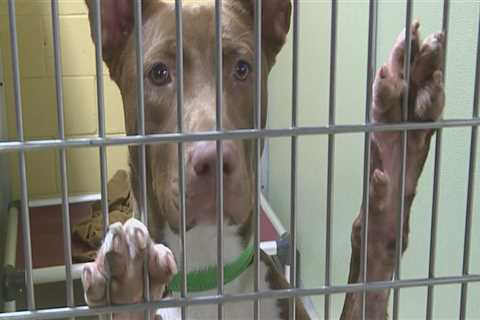 What Types of Animals Do Louisiana Animal Shelters Accept?