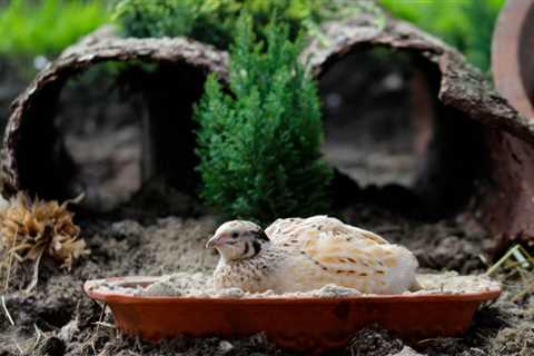 10 Boredom Busters for Quails To Keep Them Entertained