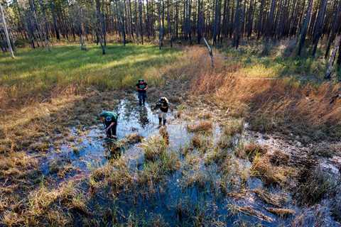 Bounty of Habitats for Rare Species: Protecting & Restoring the Francis Marion PARCA