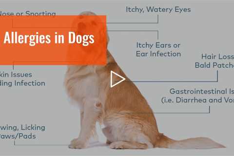 Allergies in Dogs