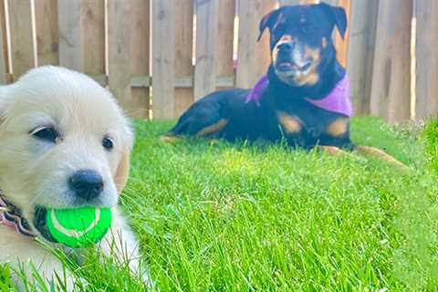How to Train Dogs to Stay in the Yard