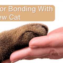 7 Tips for Bonding With Your New Cat