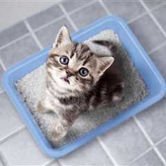 Getting Your Cat to Use a New Litter Box