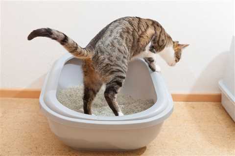 Home Remedies for Cat Constipation
