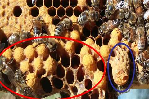 Where to Find Experienced Beekeepers Offering Quality Queen Cell Replacement Services in Sacramento,..