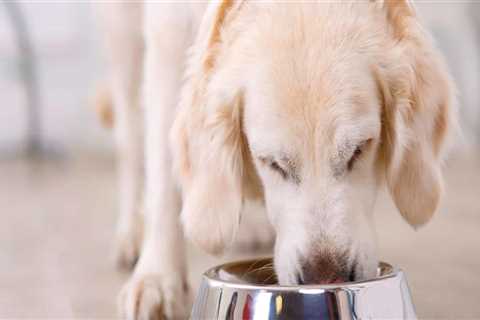 How Much Food Should an Average-Sized Adult Australian Dog Eat Per Day?