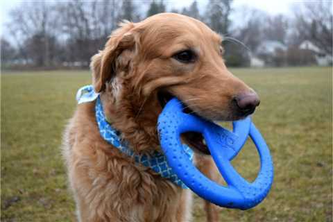 The 5 Best Frisbees for Dogs [+4 Honorable Mentions]