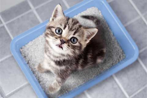 Getting Your Cat to Use a New Litter Box