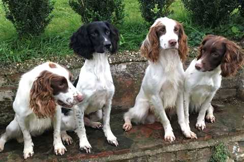 How to Train Springer Spaniels