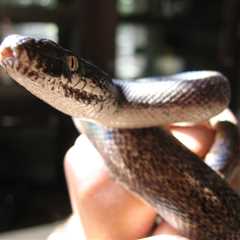 Herp Photo of the Day: Python