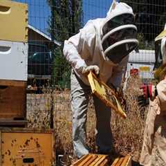 Starting a Beekeeping Operation in Sacramento, CA: What to Expect