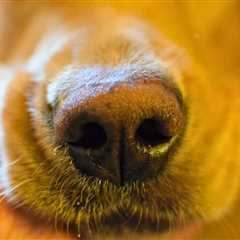 What Can Dogs Smell That Humans Can’t?