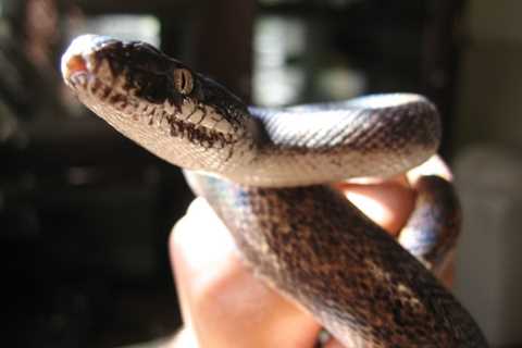 Herp Photo of the Day: Python