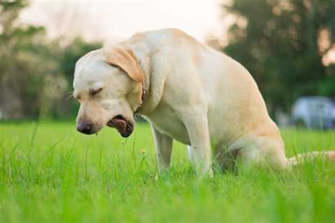 Dog Vomiting White Foam: Causes and Treatment
