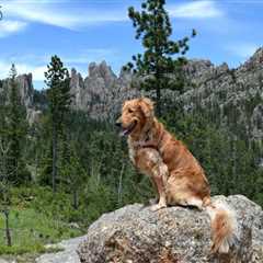 Visiting Custer State Park with Dogs – A Black Hills Gem!