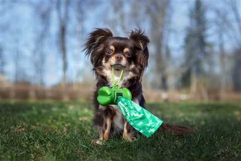 Green Dog Poop: Causes and What It Means