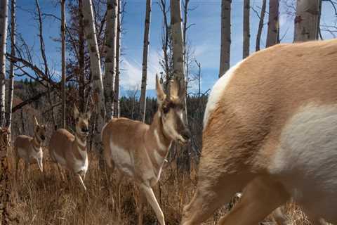 Leveraging Print Media to Reach Canadian Wildlife Campaigns' Target Audiences