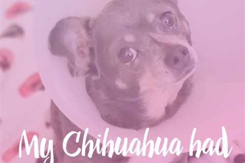 My Chihuahua Had a Splenectomy
