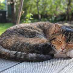 14 Cat Sleeping Positions: Surprising Meanings Behind Them