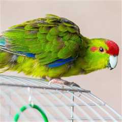 Can You Help Me With A Shy Pet Bird?