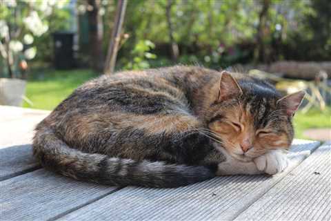 14 Cat Sleeping Positions: Surprising Meanings Behind Them
