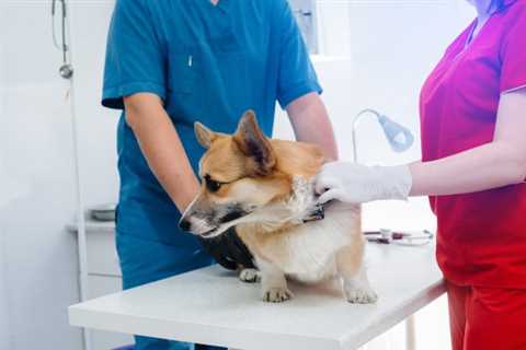 4 Common Health Problems That Corgi Lovers Need To Know About