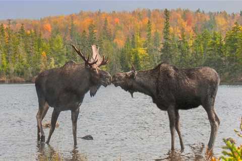 The Canadian Wildlife Federation: A National Conservation Organization