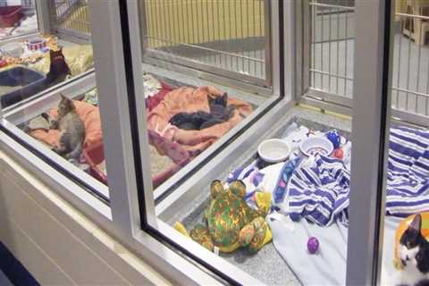 How Louisiana Animal Shelters Are Providing Veterinary Care To Homeless Pets