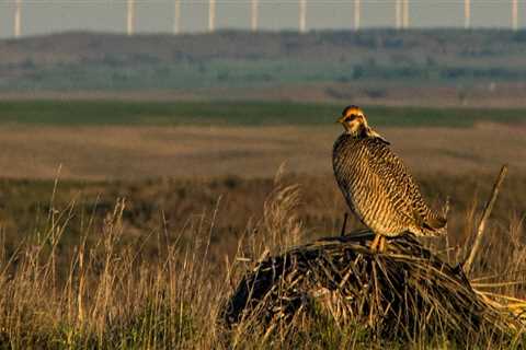 Grants for Wildlife Conservation in Lubbock, Texas: A Comprehensive Guide