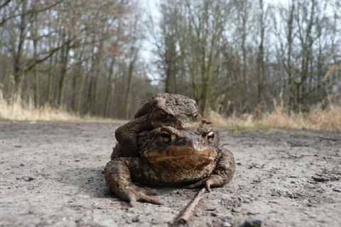 Herp Photo of the Day: Toad