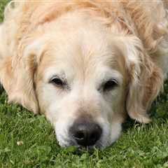 Liver Cancer in Dogs