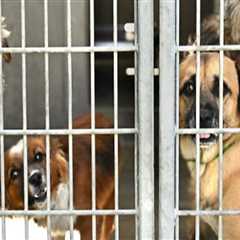 The Future of No-Kill Animal Shelters in Los Angeles County