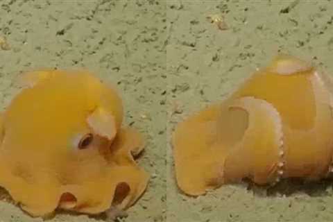 World’s Most Adorable Little Octopus Hides From Camera In Plain Sight