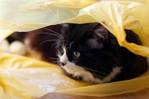 Why Does My Cat Like Plastic Bags So Much? 5 Reasons & Safety Tips