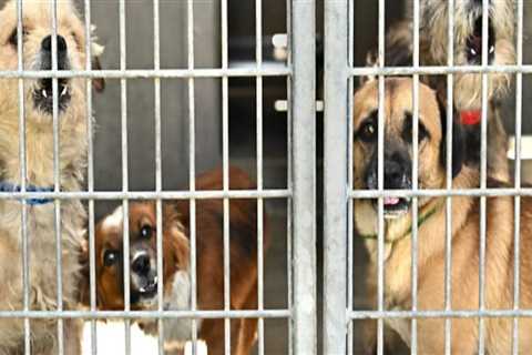 The Future of No-Kill Animal Shelters in Los Angeles County