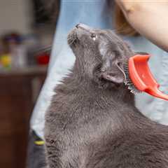 Top-rated cat grooming services in Chicago