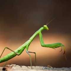 Can Praying Mantis Eat Wax Worms?