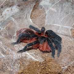 Lava Tarantula / Theraphosinae sp. Panama / Davus sp. Panama Care Sheet
