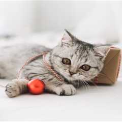 Feline Fashion: Must-Have Accessories for Cats
