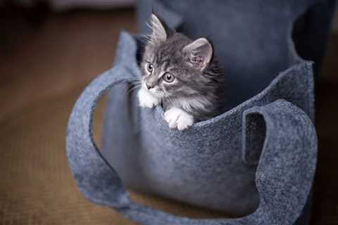 Can I Carry My Cat in a Purse? Important Safety Tips