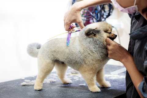 The Ultimate Dog Grooming Styles Guide