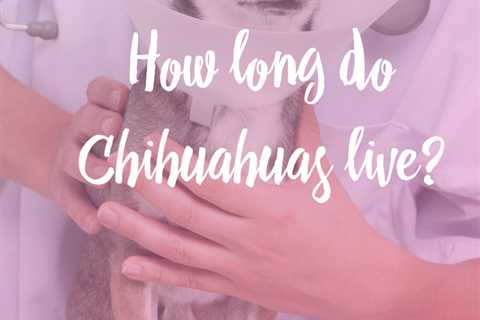 What is the Average Chihuahua Lifespan?