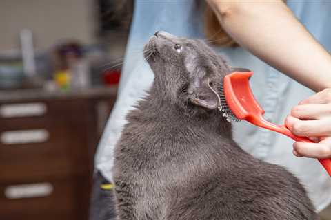 Top-rated cat grooming services in Chicago