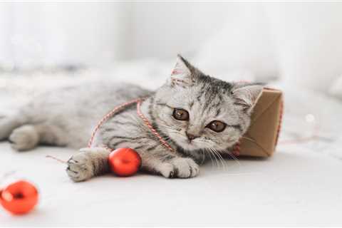 Feline Fashion: Must-Have Accessories for Cats