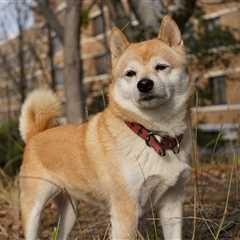 Ultimate Shiba Inu Puppy Shopping List: Checklist of 23 Must-Have Items