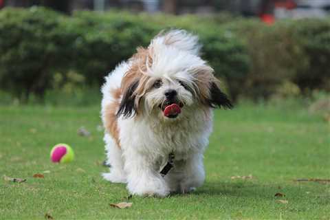 Ultimate Lhasa Apso Puppy Shopping List: Checklist of 23 Must-Have Items