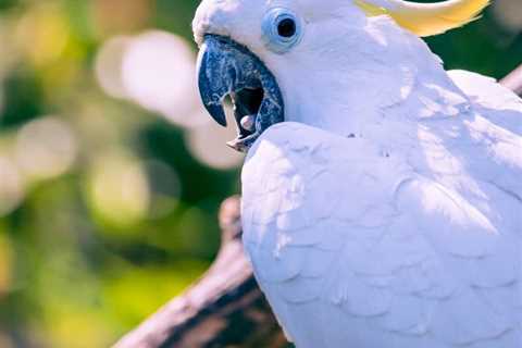 Unlocking the Mystery of How Parrot Linguists Produce Speech