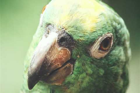 Exploring the Cerebral Pathways of Parrots’ Vocal Proficiencies