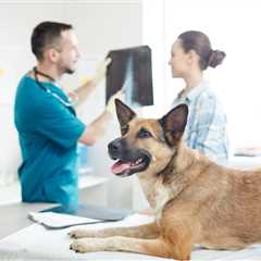 Dog X-Rays: Everything You Want to Know